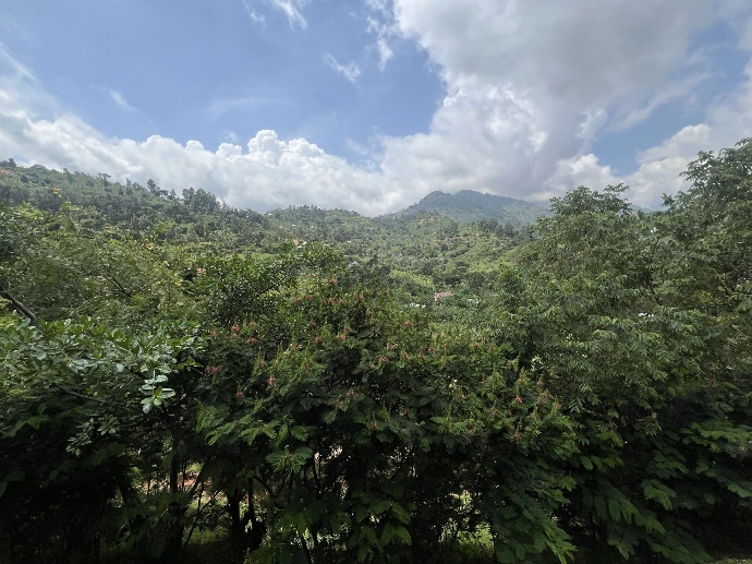 Image of Uganda forest from high place