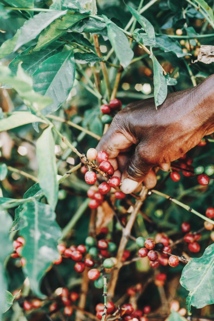 A human hand reaching for a branch of coffee with ripe red cherries