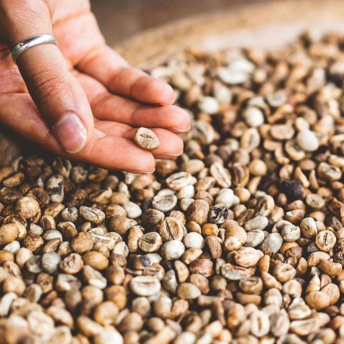 Hand picking up a sing bean of robusta from a basket of raw robusta beans