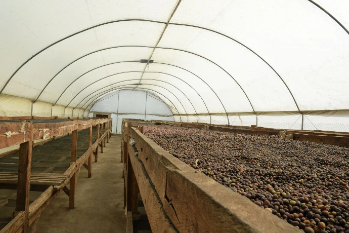 Inside view of solar drying station with racks of coffee drying