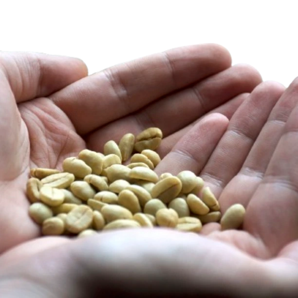 Hands in a cupping position holding some parchment Arabica coffee beans